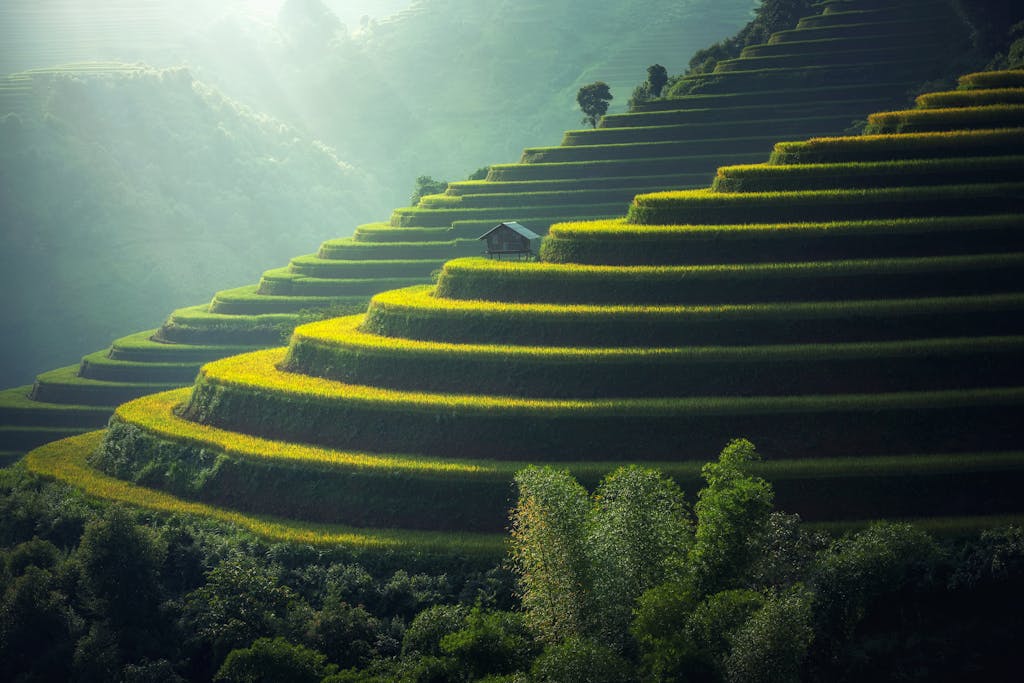 Lush green terraced rice fields with a rustic hut under soft sunlight.